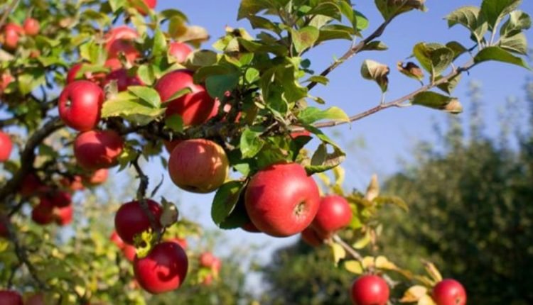 NC concerned over losses incurred by apple growers 