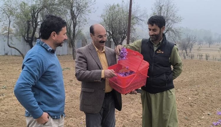 Empowering Saffron Farmers: Director Agriculture Promises Enhanced Support and Innovation