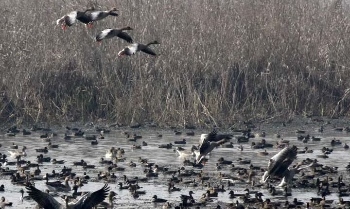 COUNTING WINGS, SAVING WETLANDS