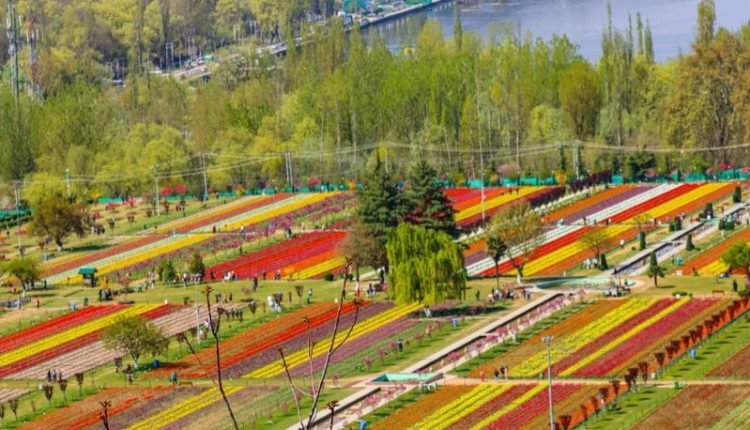 Tulip Garden witnesses huge rush, 17.2k Tourists visit Garden on inaugural day