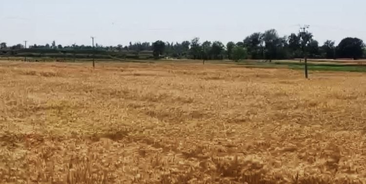 Bumper Wheat harvest begins along Zero Line in Hiranagar Sector