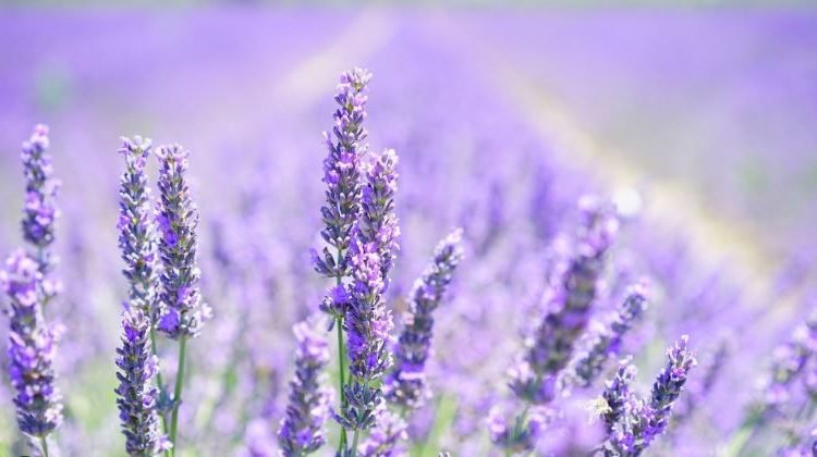 PURPLE PROSPERITY IN J&K