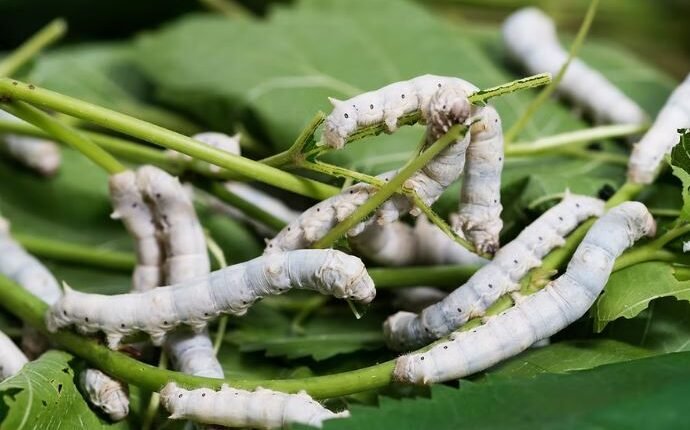Manasbal Mulberry Farm Becomes India’s Seri-Eco Tourism Model
