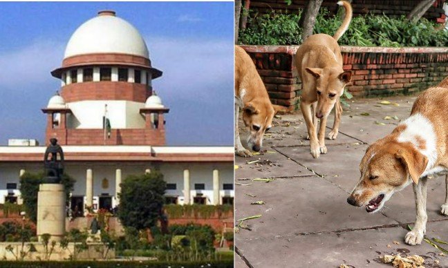 Supreme Court Summons Chief Secretaries of All States, UTs on Nov 3 Over Stray Dog Menace