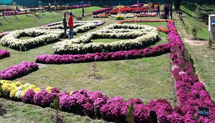 Kashmir’s First Chrysanthemum Theme Garden