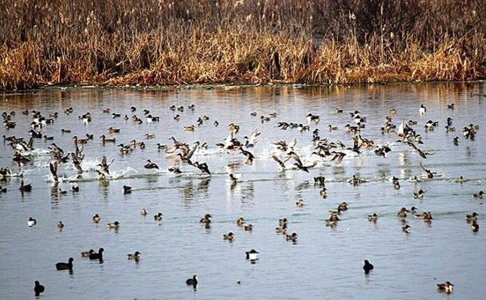 NGT Flags J&K Wetland Decline