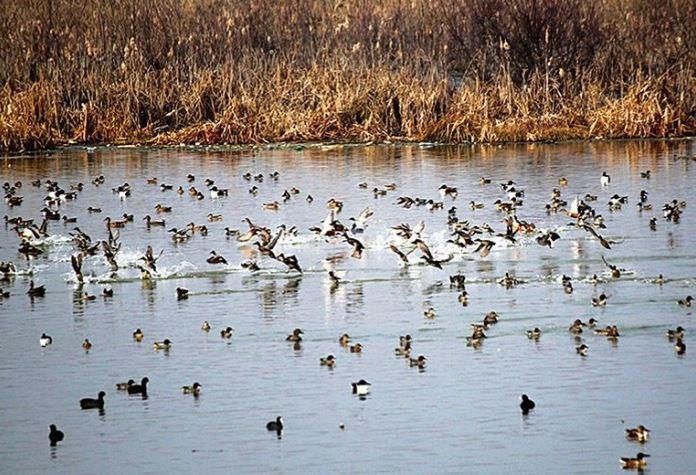 NGT Flags J&K Wetland Decline