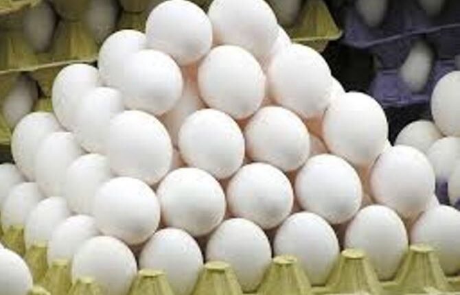 J&K Orders Urgent Probe Into Alleged Adulterated Eggs After MLA Flags Health Risk