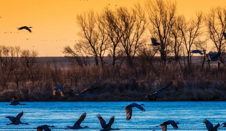 Watching Wings, Finding Calm