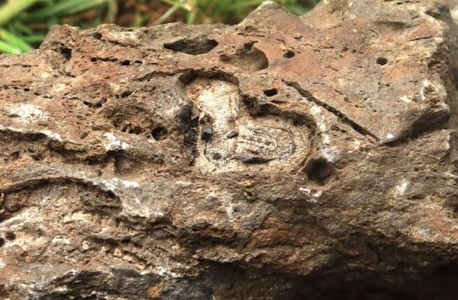 Kashmir’s Fossil Legacy