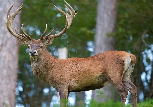 Conservation Efforts Revive Hangul