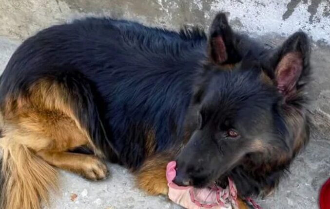 Indian Army Reports Bullet-Wounded Military Dog ‘Tyson’ Making Strong Recovery
