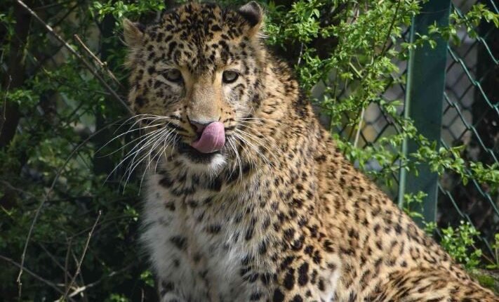 Rising Wildlife Conflict in J&K