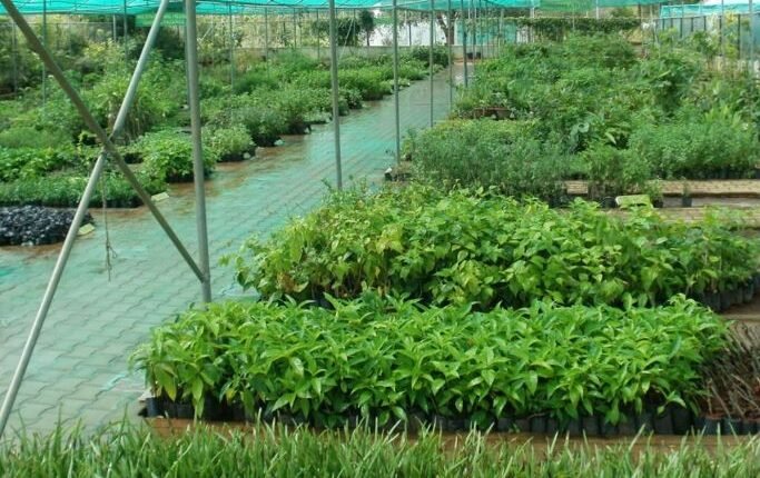 Union Ministry for Ayush approves 100 School Herbal Gardens for Jammu Division