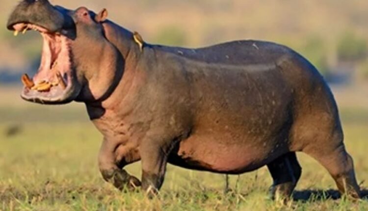 Hippos arrive at Jambu Zoo after rare inter-zoo exchange approved by Central Zoo Authority