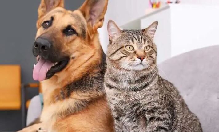 The Jammu Municipal Corporation’s decision to make registration of pet dogs mandatory appears to be a thoughtful and timely step towards