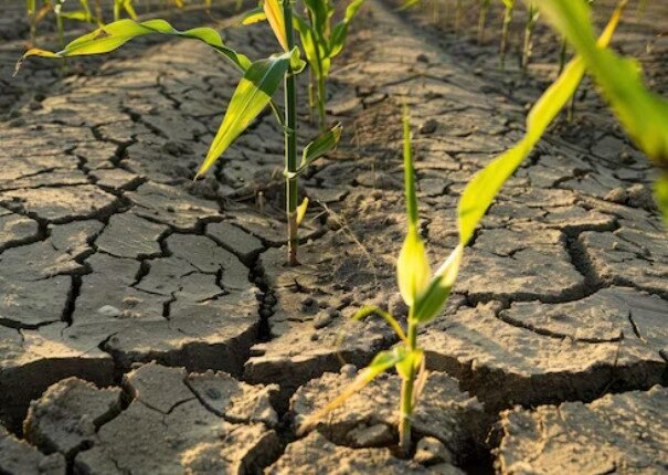 Global Food Security Concerns Rise as Drought Conditions Spread Across Multiple Regions