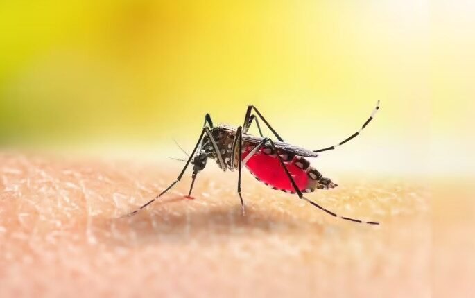 WHO Warns Of Rising Dengue Cases Across Several Asian Countries