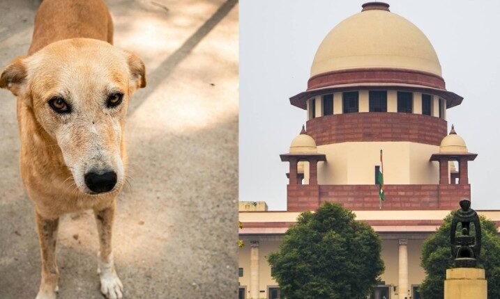 Supreme Court Refuses to Alter Orders on Stray Dog Relocation and Sterilisation