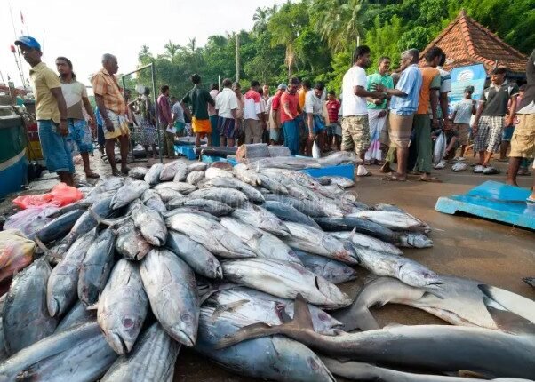 Andhra CM Releases Rs 262 Crore Relief for Fishermen During Ban Period