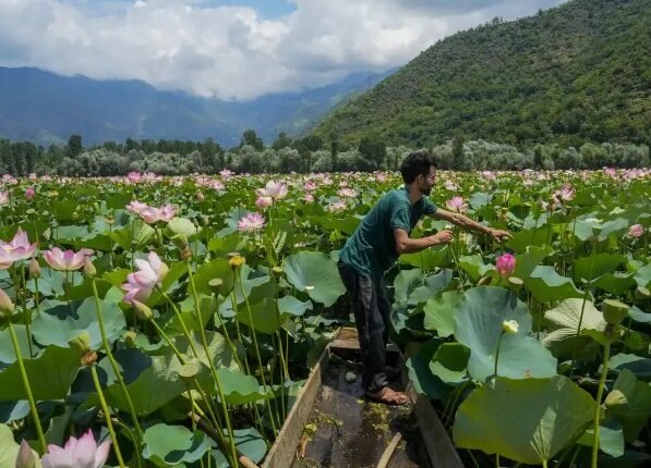Wular Lake blooms again after decades, boosting Kashmir ecology