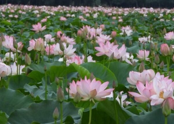 Wular Lake Witnesses Return of Pink Lotus Blooms After Three Decades