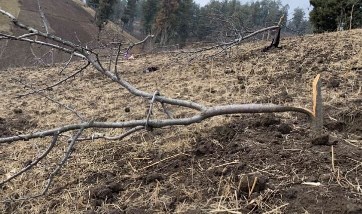 Stop Forest Encroachment