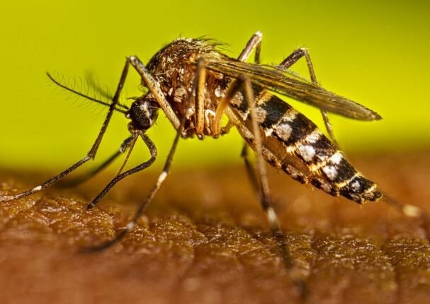 Monsoon Disease Alert Puts States on Guard as Centre Urges Early Action on Dengue, Malaria and Water-Borne Illnesses