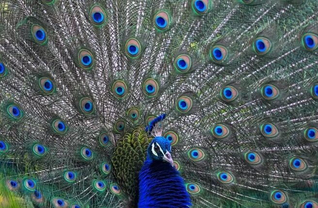 India Revives Decades-Old Tradition, Donates Five Peacocks to UN Geneva