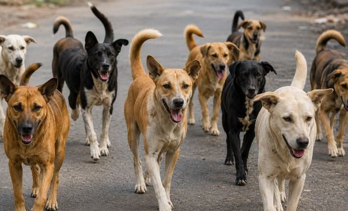 Stray Dog Menace