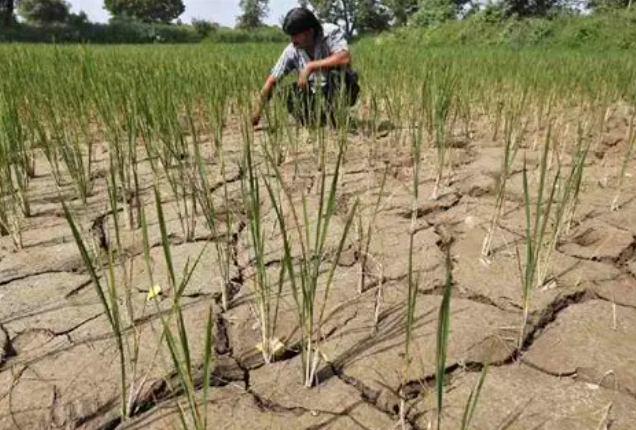 Weak Monsoon Weighs on Demand for Seeds, Fertilisers and Farm Chemicals