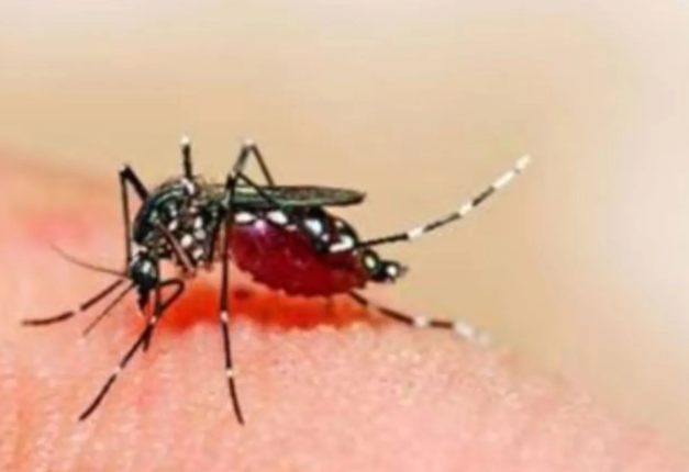 Gadchiroli Records 41.6% Drop in Malaria Cases Amid Intensified Control Measures