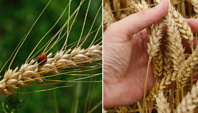 Warming Climate Could Alter Protein Composition of Wheat, Study Finds